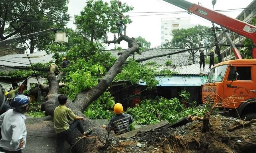 Cây cổ thụ cao hàng chục mét đổ chắn ngang đường.