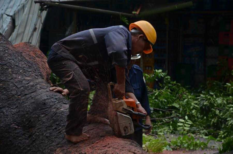 Cổ thụ bật gốc đè 3 ngôi nhà, người dân tán loạn bỏ chạy - ảnh 1