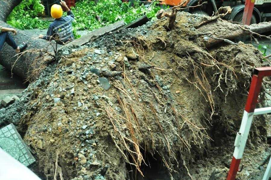 Cổ thụ bật gốc đè 3 ngôi nhà, người dân tán loạn bỏ chạy - ảnh 3