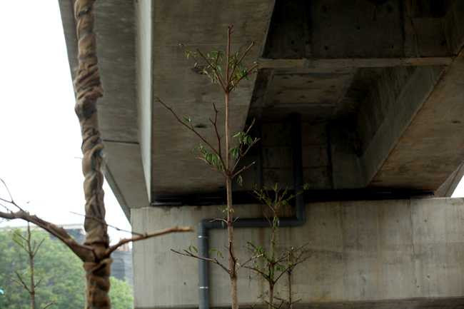 Vì sao Hà Nội trồng cây xanh dưới gầm đường sắt? - 5