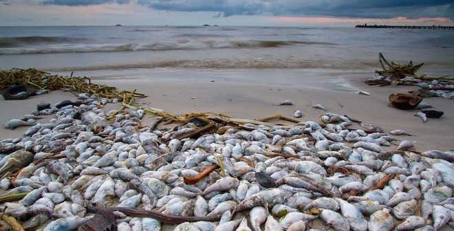 ca-chet-hang-loat-1811-1652