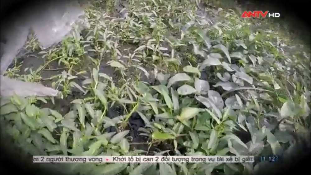 rau-muong-tuoi-nuoc-ban (1)