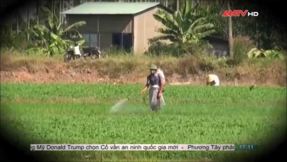 rau-muong-tuoi-nuoc-ban (12)