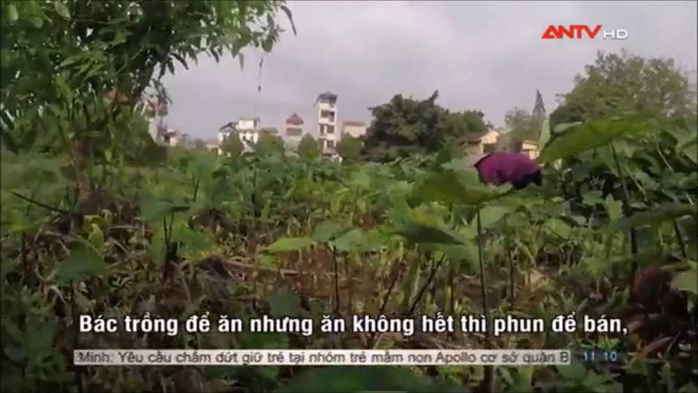 rau-muong-tuoi-nuoc-ban (4)