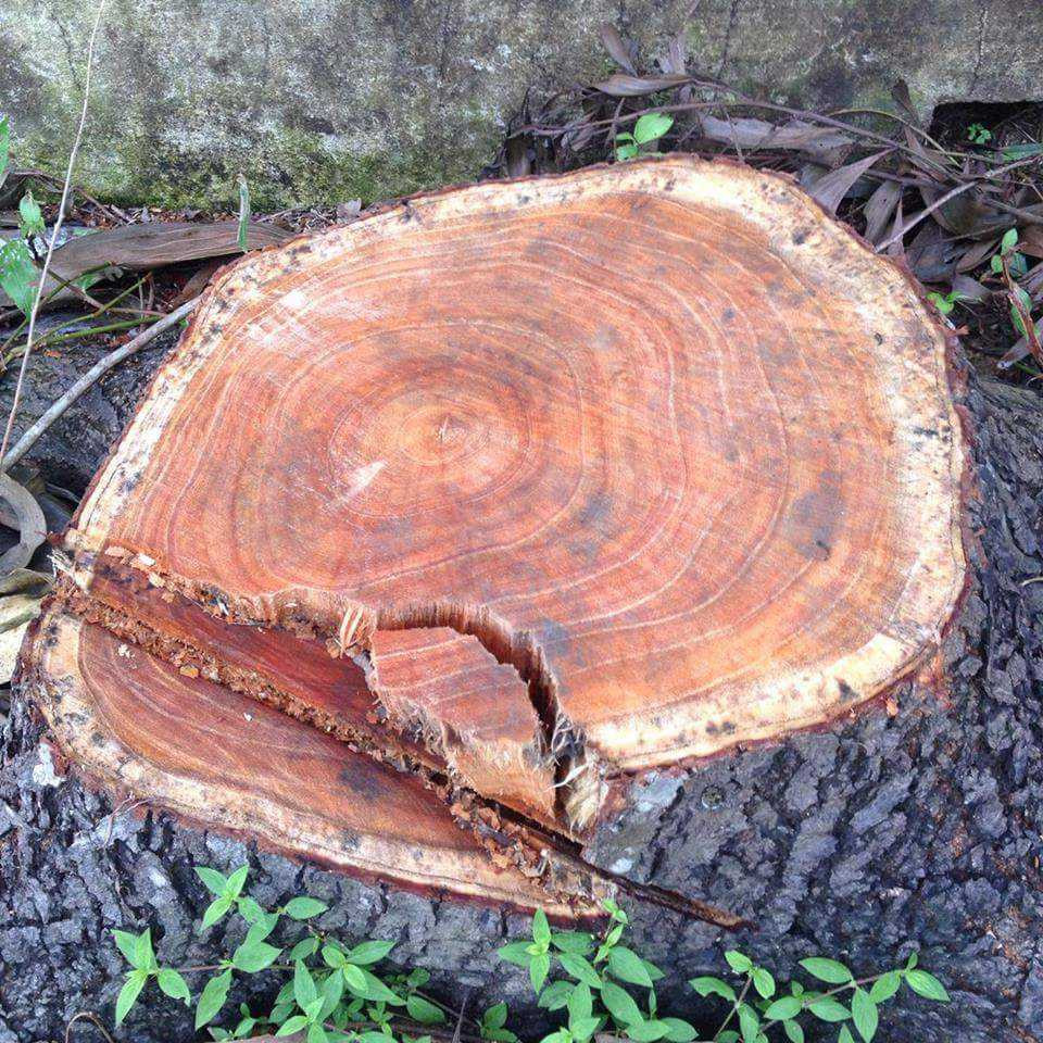 14996478_1700903223560976_1890551487_n