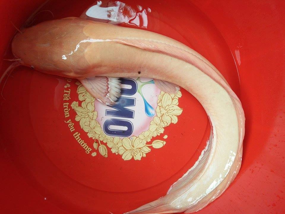 20229225_1391896627512327_7705549975149474742_n