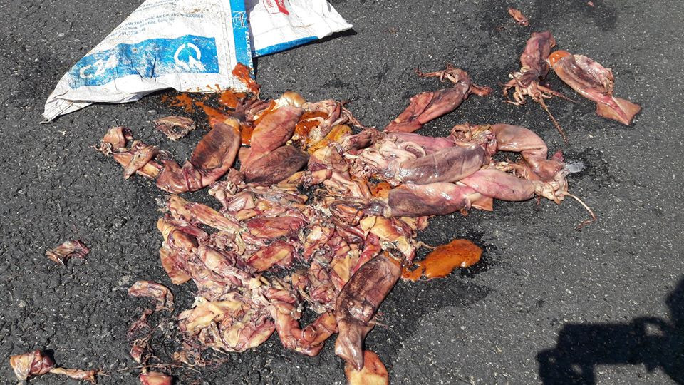 22141023_1249108711861796_1759848293668823803_n 4