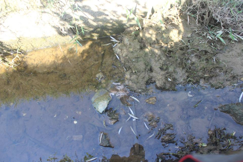 31945252_1439024562870209_8543857474178908160_n