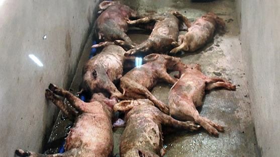 truy-tim-ke-doc-ac-dam-chet-dan-lon-cua-1-gia-dinh 3