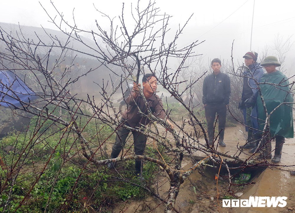 bna_buon_dao_tet_2_anh_dao_tho8707778_122018 3