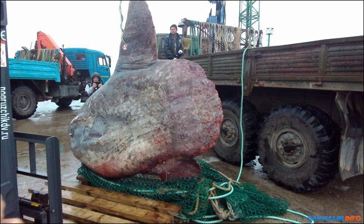ca-khong-lo-bi-nem-cho-gau-an-2