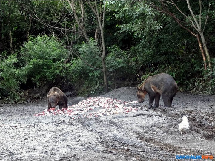ca-khong-lo-bi-nem-cho-gau-an-3 3