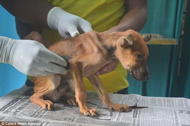 giai-cuu-cho-an-do-1