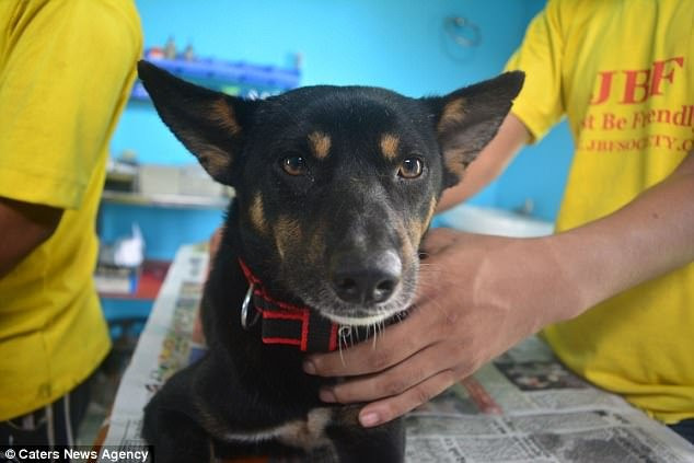 giai-cuu-cho-an-do-2