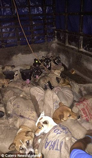 giai-cuu-cho-an-do-6