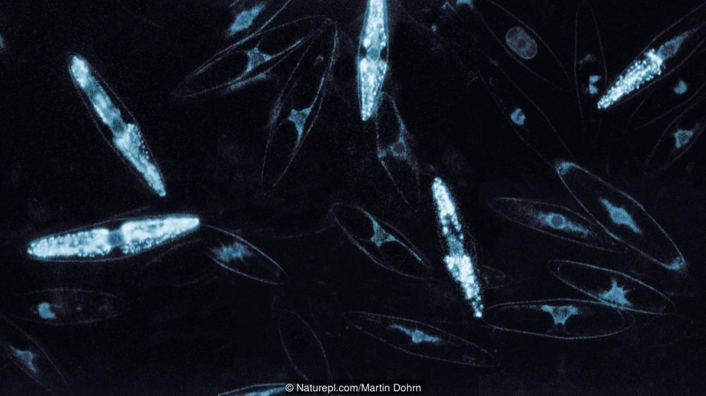 hien-tuong-ki-la-khien-bien-dem-phat-sang-nhu-dai-ngan-ha-2