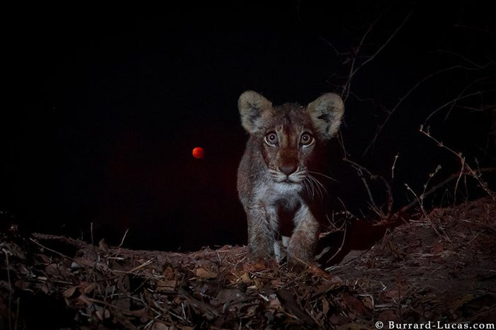 su-that-rung-ron-ve-sieu-trang-3