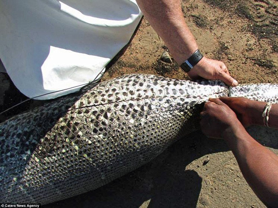 tran-nhim-chau-phi-3 3