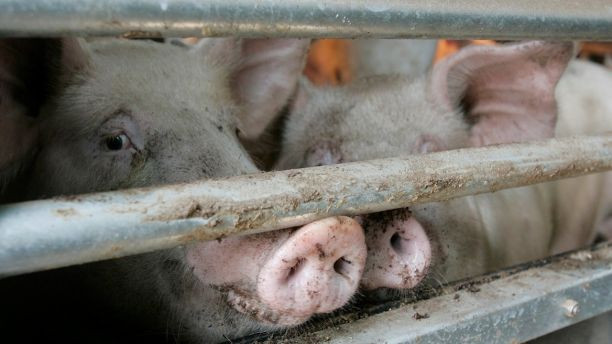 trieu-tien-han-quoc-doi-mat-dich-cum-1