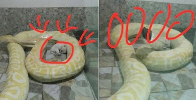 vuon-thu-cho-tran-an-cho-con-1