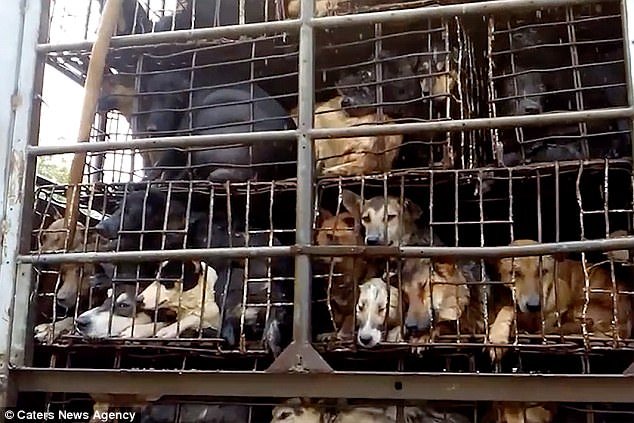 trom-cho-viet-nam-gay-soc-tren-bao-anh-3 3