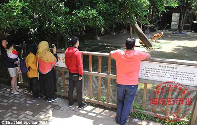 du-khach-trung-quoc-nem-chet-kangaroo-4 3