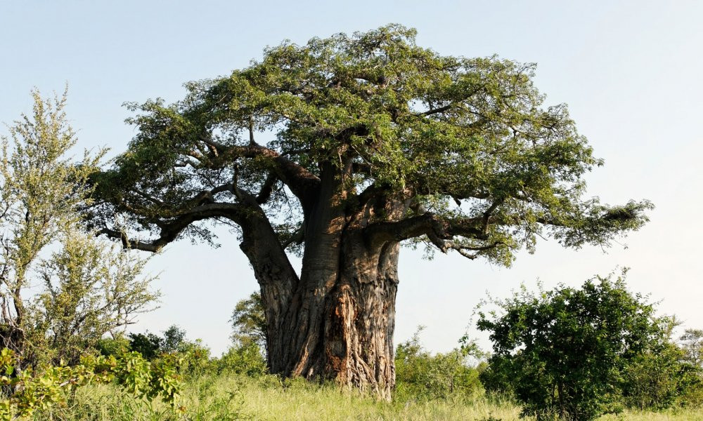 baobab-1