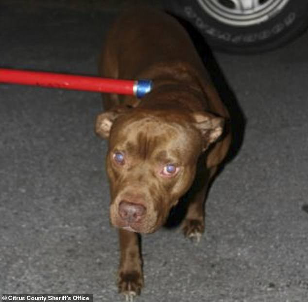 cho-nha-can-chet-be-so-sinh-1