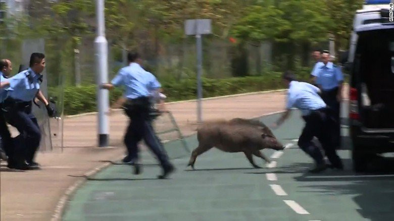 hong-kong-pigs