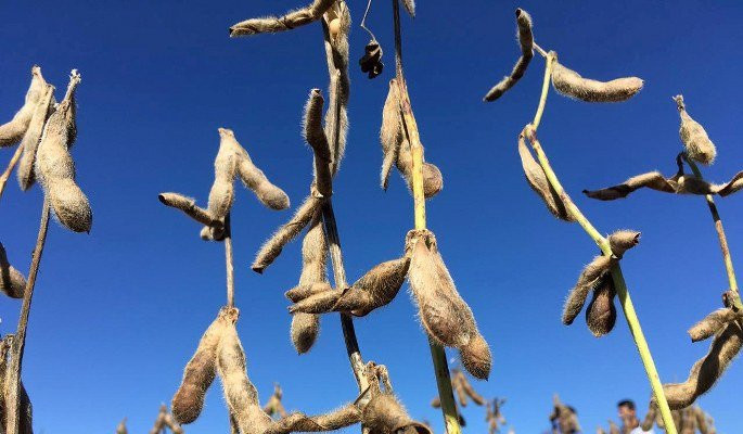 dau-nanh-my-1_685x400