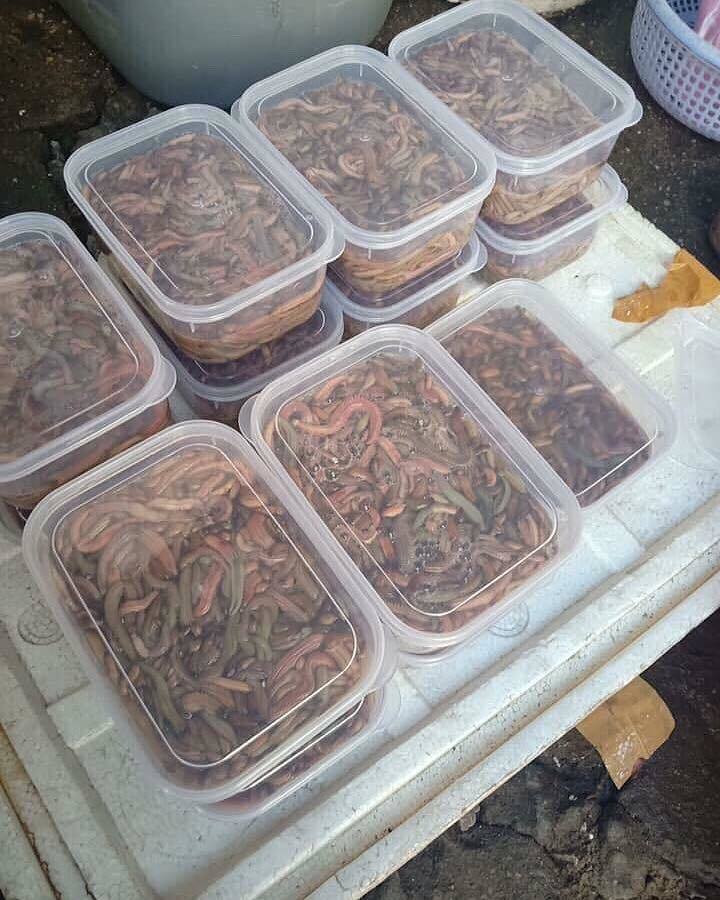 Đặc sản khách Tây... khóc thét: Hà thành mỗi năm 1 mùa chờ được ăn