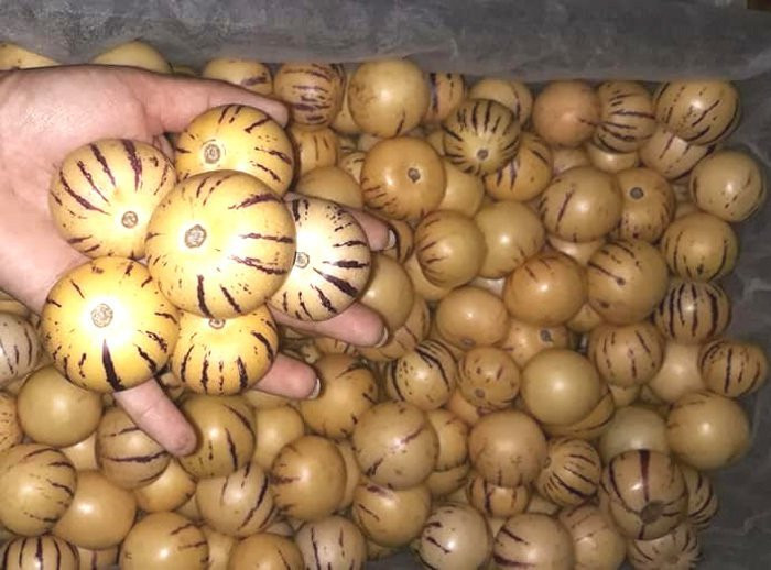 Loại quả lạ Trung Quốc mới về: Quên nỗi sợ hàng Tàu, dân Việt tranh nhau mua