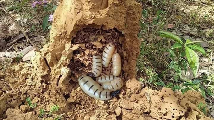 Côn trùng chúa đáng sợ: 'Thần dược', dân Hà thành săn ngâm rượu tẩm bổ