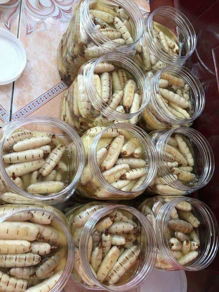 Côn trùng chúa đáng sợ: 'Thần dược', dân Hà thành săn ngâm rượu tẩm bổ