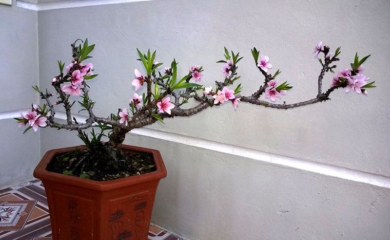 Nhánh đào thất thốn bằng chiếc đũa: Bán 3 triệu dân tranh nhau mua