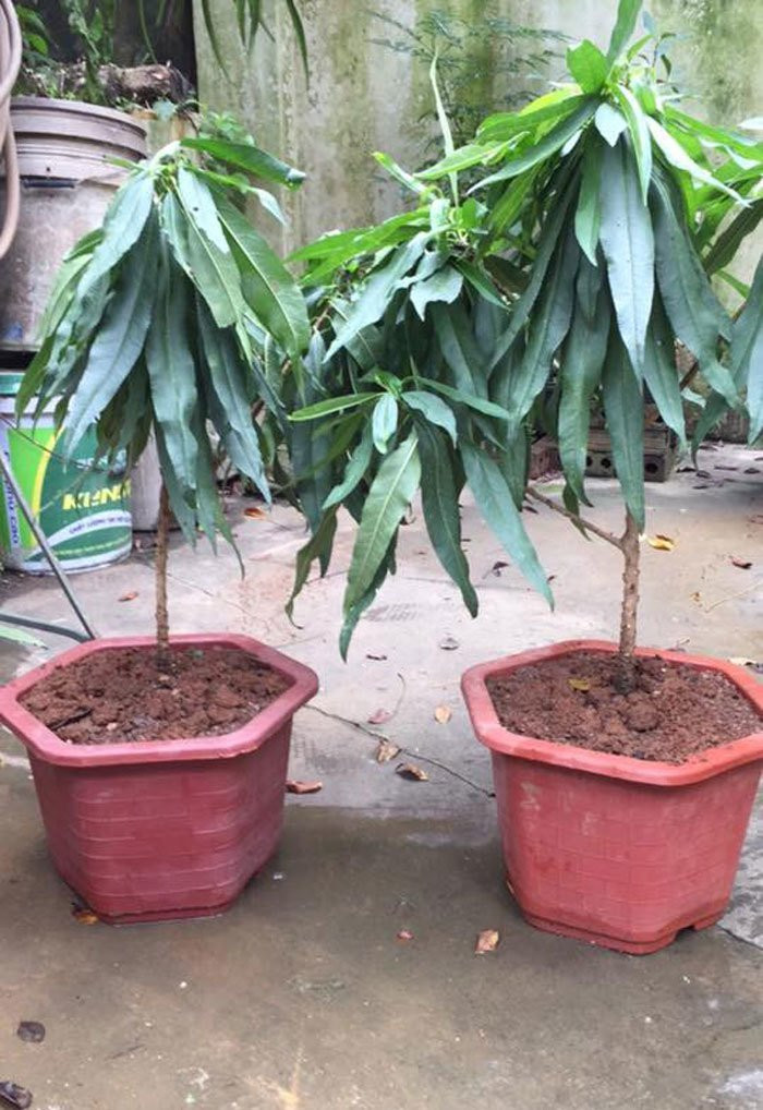 Nhánh đào thất thốn bằng chiếc đũa: Bán 3 triệu dân tranh nhau mua