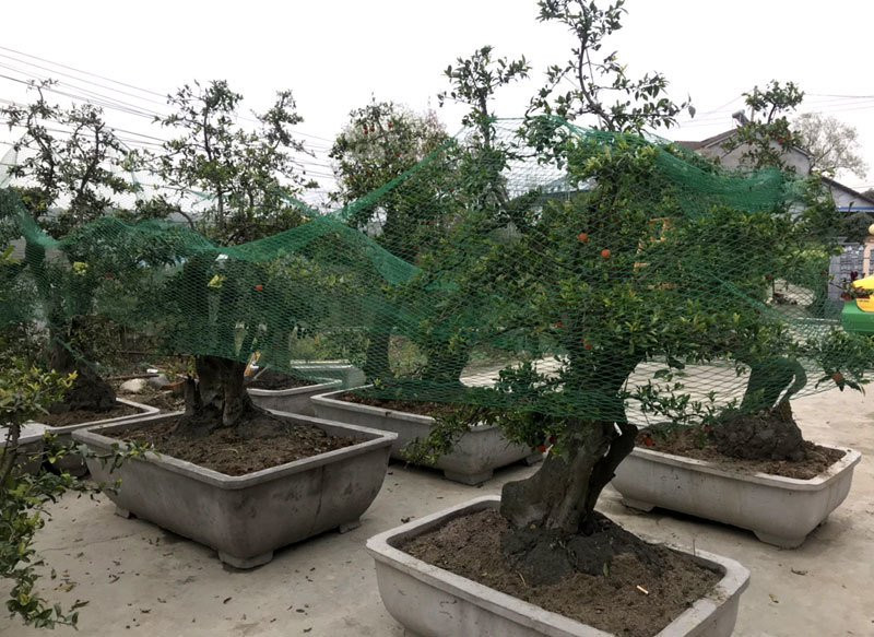 Cây hồng đá bonsai: Hàng lạ tết này, giá tiền tỷ đại gia ôm liền
