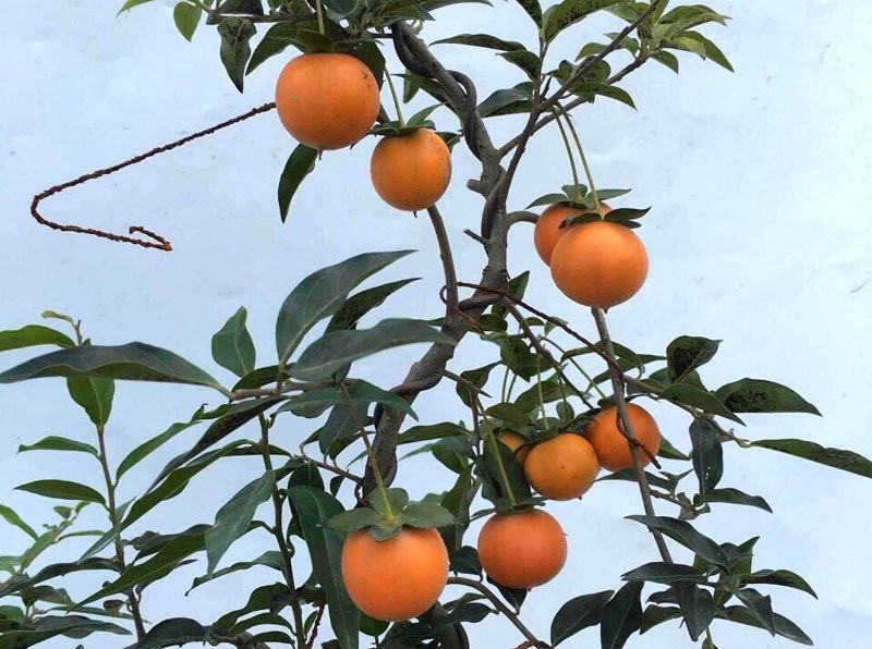 Cây hồng đá bonsai: Hàng lạ tết này, giá tiền tỷ đại gia ôm liền