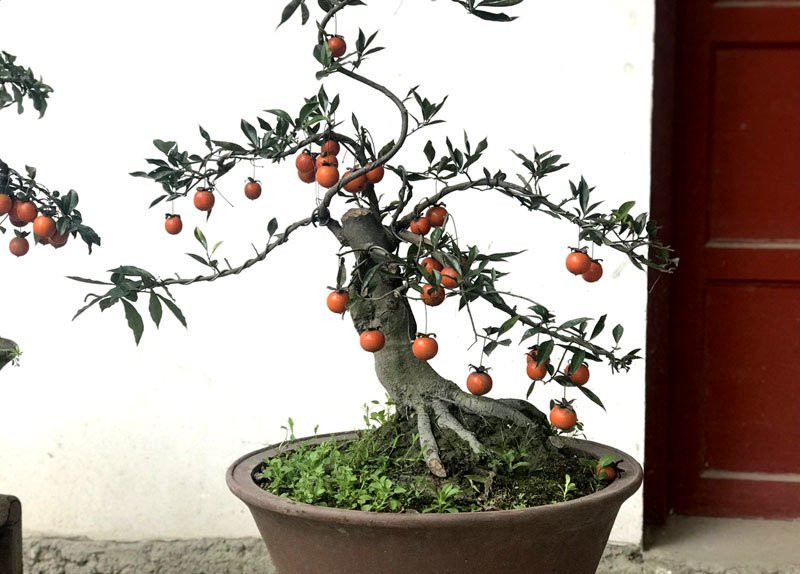 Cây hồng đá bonsai: Hàng lạ tết này, giá tiền tỷ đại gia ôm liền