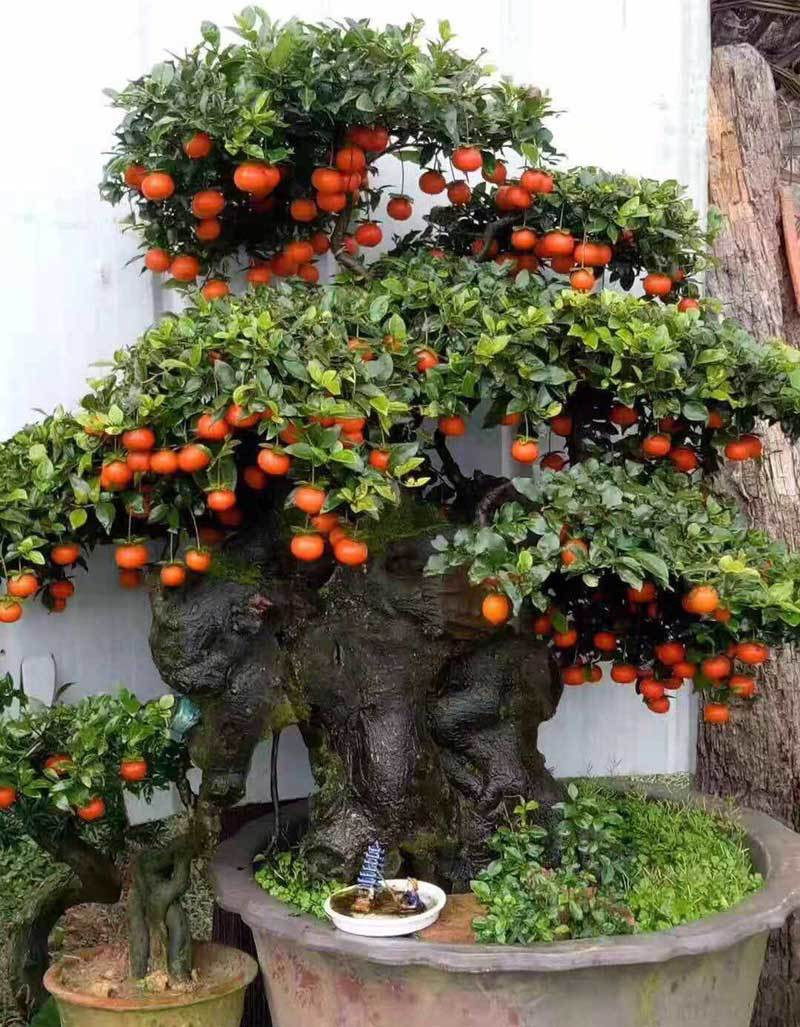 Cây hồng đá bonsai: Hàng lạ tết này, giá tiền tỷ đại gia ôm liền