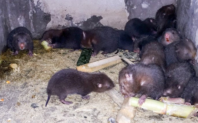 Lấy tre nuôi dúi, “bỏ túi” 30 triệu đồng/tháng - Ảnh 3.