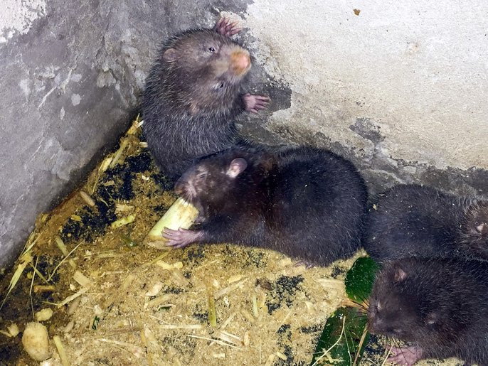 Lấy tre nuôi dúi, “bỏ túi” 30 triệu đồng/tháng - Ảnh 2.