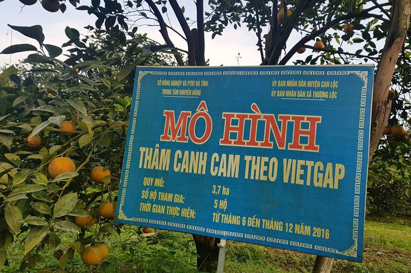 Rừng cam 100 tỷ vàng rực hiếm có