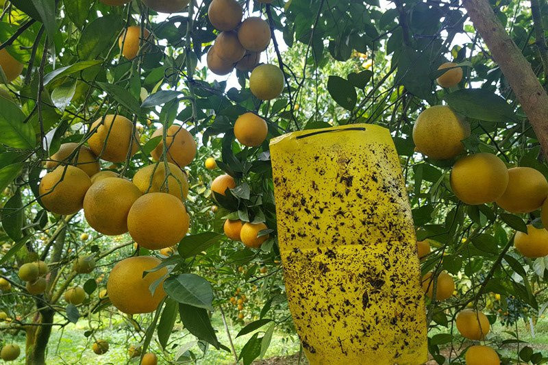 Rừng cam 100 tỷ vàng rực hiếm có