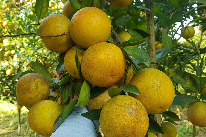 Rừng cam 100 tỷ vàng rực hiếm có