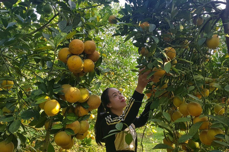 Rừng cam 100 tỷ vàng rực hiếm có