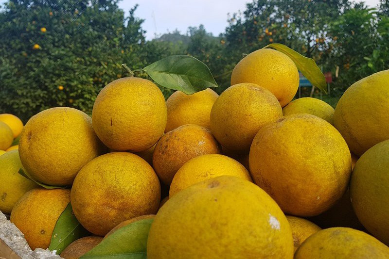 Rừng cam 100 tỷ vàng rực hiếm có