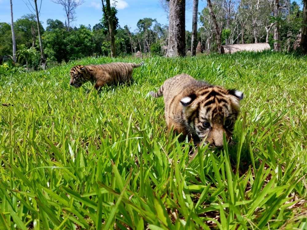 Ho Bengal 1