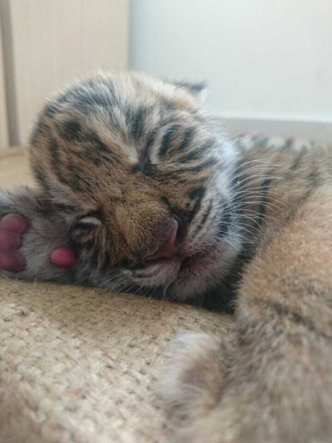 Ho Bengal 2