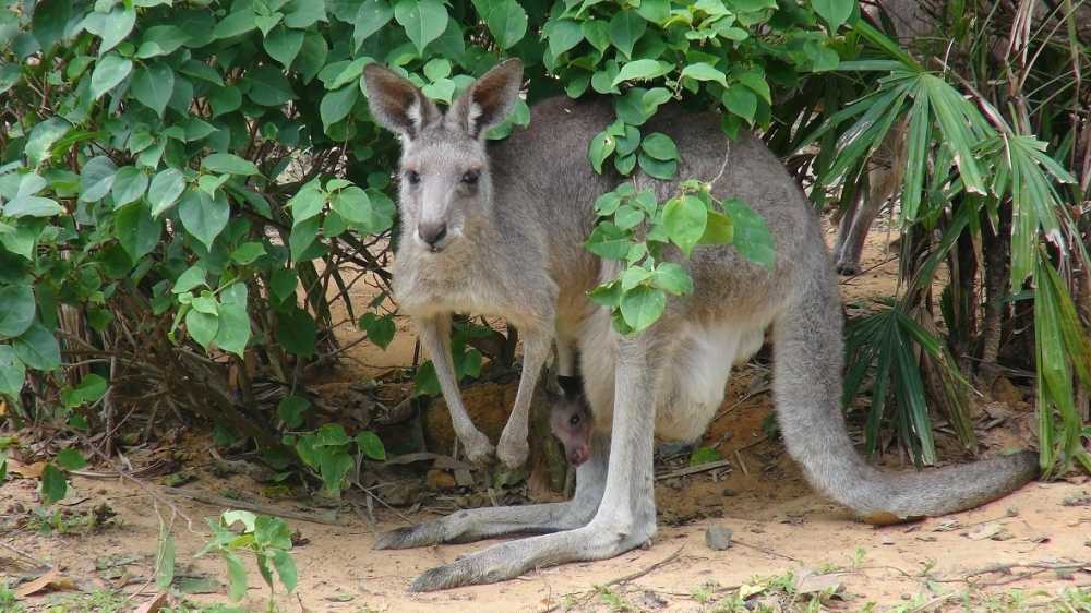 Kangaroo_re
